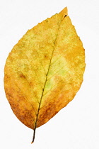 Beech, Common Beech, Fagus sylvatica, Studio shot of single golden leaf against a white background.