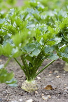 Celeriac, Apium graveolens rapaceum 'Monarch', Root vegetable growing in allotment.