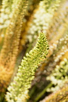 Foxtail lily, Narrow-leaved foxtail lily, Green coloured flowerettes growing outdoor