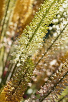 Foxtail lily, Narrow-leaved foxtail lily, Green coloured flowerettes growing outdoor