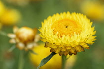 Everlasting flower, Helichrysum, Yellow coloured flower growing outdoor.