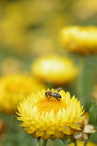 Everlasting flower, Helichrysum, Yellow coloured flower growing outdoor with bee collecting pollen.