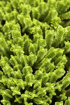 Hebe,	Hebe 'White Diamond', Mass of green foliage growing outdoor.