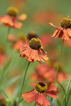 Helen's flower, Sneezeweed, Helenium 'Moerheim Beauty', Orange coloured flowers growing outdoor.