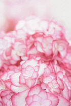 Hydrangea, Hydrangea macrophylla 'Miss Saori', Close up detail of pink flowers showing pattern.