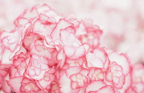 Hydrangea, Hydrangea macrophylla 'Miss Saori', Close up detail of pink flowers showing pattern.