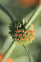 Wild dagga, Leonotis leonurus, Close up showing emerging red flowers.