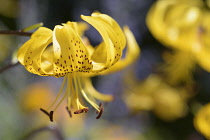 Lily, Yellow Tiger lily, Lilium lancifolium Yellow, Side view of flower growing outdoor.