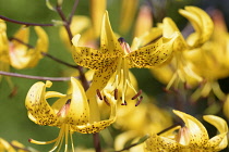 Lily, Yellow Tiger lily, Lilium lancifolium Yellow, Side view of flower growing outdoor.