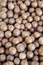 Macadamia nut, Macadamia integrifolia, Aerial view of mass of brown coloured nuts,