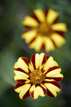 Marigold 'Harlequin', Tagetes patula 'Harlequin', Yellow and red coloured flowers growing outdoor.