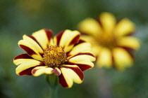 Marigold 'Harlequin', Tagetes patula 'Harlequin', Yellow and red coloured flowers growing outdoor.