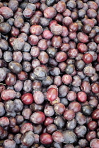 Olive, Sweet olive, Olea europaea var. sativa, Aerial view of mass of harvested olives.