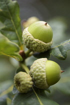 Oak, Acorn, Quercus, Close up of green acorns growing on the tree.