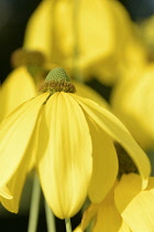 Coneflower, Cutleaf coneflower, Rudbeckia laciniata 'Juligold', Yellow coloured flower growing outdoor.