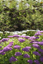 Ice plant 'Meteor', Sedum spectabile 'Meteor', Mass of purple coloured flowers growing outdoor.
