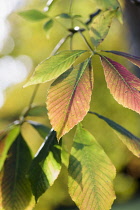 Walnut, Common Walnut, Juglans regia, Backlit leaves showing pattern.