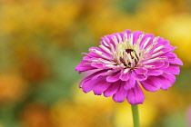 Zinnia, Zinnia 'Giant Dahlia', Pink coloured flower growing outdoor.