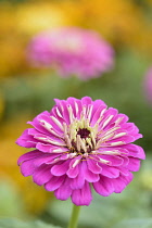 Zinnia, Zinnia 'Giant Dahlia', Pink coloured flower growing outdoor.