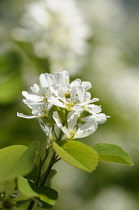 Saskatoon, Amelanchier alnifolia, Small white coloured flowers growing outdoor.