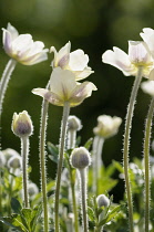 Anemone, Anemone multiifida, Small white coloured flowers growing outdoor.