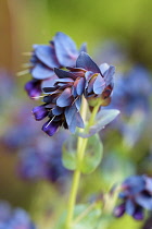Honeywort 'Blue Kiwi', Cerinthe major 'Kiwi Blue', Unusual shaped flowers growing outdoor.