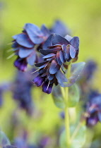 Honeywort 'Blue Kiwi', Cerinthe major 'Kiwi Blue', Unusual shaped flowers growing outdoor.