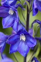 Delphinium, Delphinium elatum cultivar, Blues coloured flowers growing outdoor.