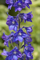 Delphinium, Delphinium elatum cultivar, Blues coloured flowers growing outdoor.