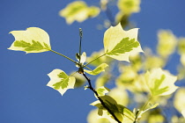 Tulip tree 'Aureomarginatum', Liriodendron tulipifera 'Aureomarginatum', Backlit yellow leaves against a blue sky.