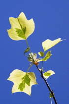 Tulip tree 'Aureomarginatum', Liriodendron tulipifera 'Aureomarginatum', Backlit yellow leaves against a blue sky.