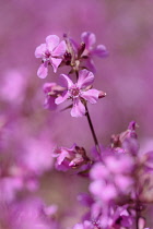 Yunnan catchfly, Lychnis yunnanensis, Small pink flowers growing outdoor.