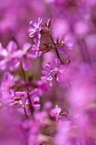 Yunnan catchfly, Lychnis yunnanensis, Small pink flowers growing outdoor.