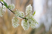 Cherry, Manchurian cherry, Prunus maackii 'Amber Beauty', White flowers on plant growing outdoor.