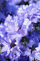 Rhododendron, Rhododendron ÔHydon RodneyÕ, Mass of mauve coloured flowers growing outdoor.