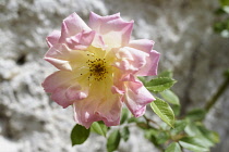 Rose 'Peace' Rosa 'Peace', Pink fringed flower growing outdoor.