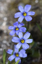 Blue-eyed grass, Sisyrinchium 'Californian Skies', Delicate blue coloured flowers growing outdoor.