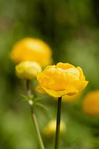 Globeflower, Trollius cultorum, Side view of yellow coloured flower growing outdoor.
