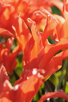 Tulip, Tulipa 'Rigas Barikades', Tulipa 'Rigas Barikades', Detail of orange coloured flowers growing outdoor.