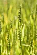 Wheat, Winter wheat, Triticum aestivum, Side view of cereal crop gowing outdoor.