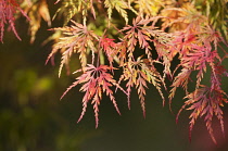 Maple, Japanese maple, Acer palmatum, Leaves showing autumn colours, North Yorkshire, October.