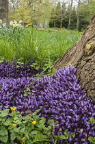 Purple toothwort, Lathraea cladestina, Rare parasitic plant living on willow tree roots, North Yorkshire, April.