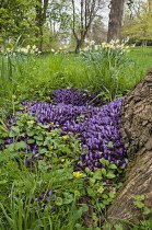 Purple toothwort, Lathraea cladestina, Rare parasitic plant living on willow tree roots, North Yorkshire, April.