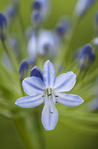 Agapanthus, African lily, Lily of the nile, close up of a single flower growing outdoor.