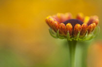 Helen's flower Sneezeweed, Sneezewort Helenium orange coloured flowerbud growing outdoor.