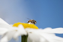 Daisy, Ox-eye daisy, Leucanthemum x superbum 'Alaska',  Hoverfly feeding on flower.