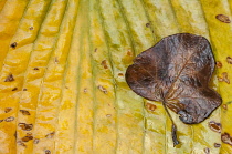 Hosta. Small leaf fallen on degenerating leaf.