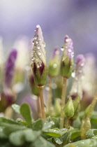 Wood sorrel, Violet wood sorrel, Oxalis violacea, Growing outdoor covered in raindrops.