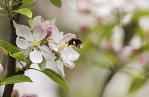 Apple, Malus domestica tree, Bumble bee Bombus hypnorum, feeding on blossom.