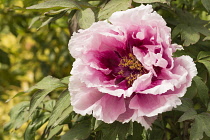 Peony, Paeonia suffruticosa. Tree Peony flower growing outdoor.